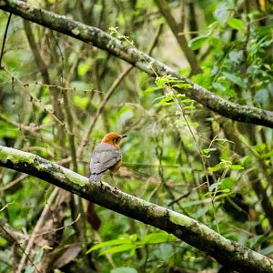 Orange-headed thrush, Geokichla citrina