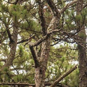 White-faced jay, Garrulus (glandarius) leucotis