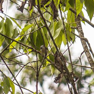 Dalat shrike-babbler, Pteruthius annamensis