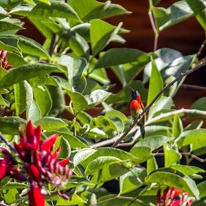Black-throated sunbird, Aethopyga saturata johnsi