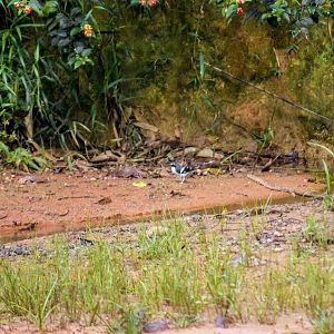 Slaty-backed forktail, Enicurus schistaceus
