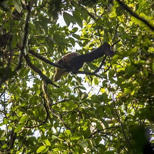 Black giant squirrel, Ratufa bicolor