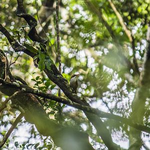 Red-billed scimitar-babbler, Pomatorhinus ochraceiceps