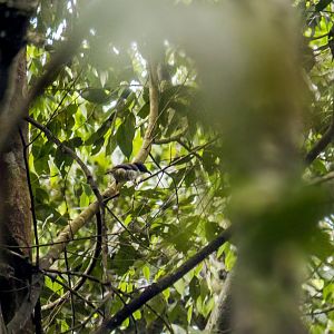 Vietnamese cutia, Cutia legalleni