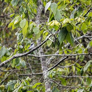 Little pied flycatcher, Ficedula westermanni langbianis