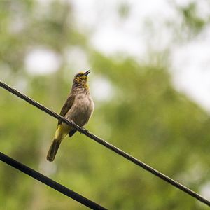 Stripe-throated bulbul, Pycnonotus finlaysoni