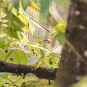 Golden-fronted leafbird, Chloropsis aurifrons