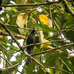 Racket-tailed treepie, Crypsirina temia