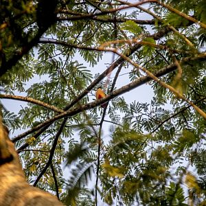 Blue-winged pitta, Pitta moluccensis