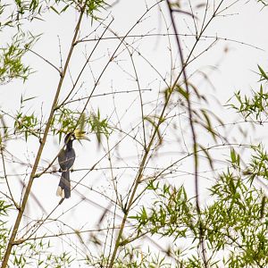 Oriental pied hornbill, Anthracoceros albirostris albirostris