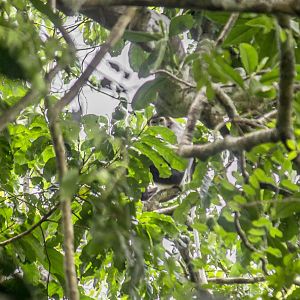 Black-shanked douc, Pygathrix nigripes