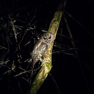 Collared scops owl, Otus lettia