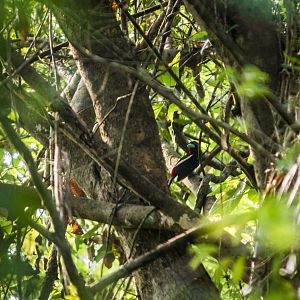 Black-and-red broadbill, Cymbirhynchus macrorhynchos