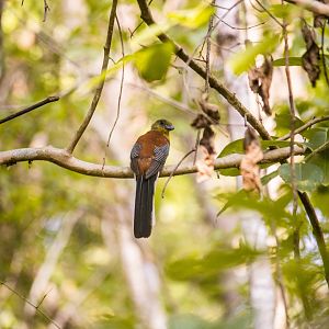 Orange-breasted trogon, Harpactes oreskios