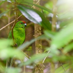 Norfolk Island Green Parrot - Cyanoramphus cookii