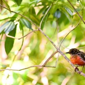 Norfolk Island Robin - Petroica multicolor (immature male)