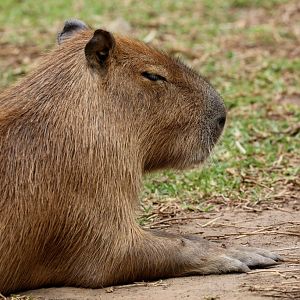 Capybara