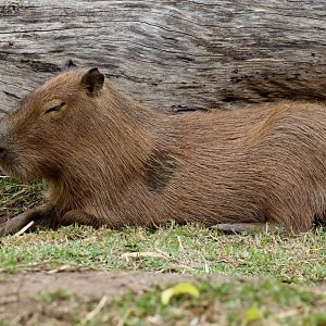 Capybara