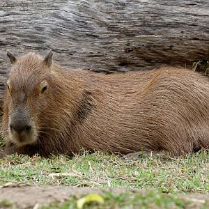 Capybara