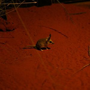 Fat-tailed Dunnart