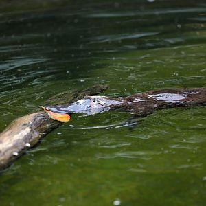 Platypus