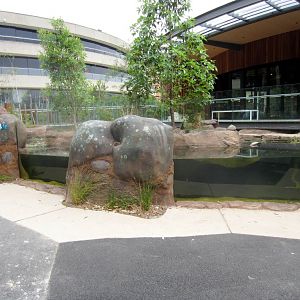 New platypus exhibit