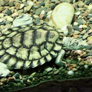 Bellinger River Turtle