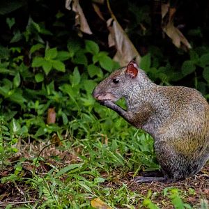 Central American agouti, Dasyprocta punctata