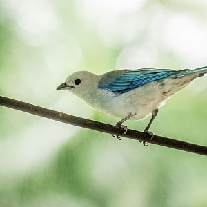 Blue-grey tanager, Thraupis episcopus