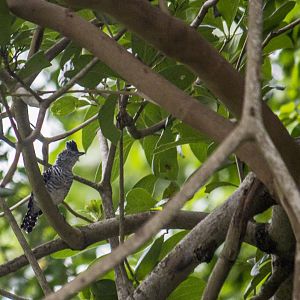 Barred antshrike, Thamnophilus doliatus