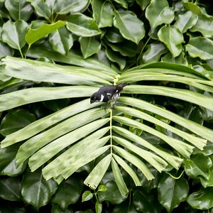 Variable seedeater, Sporophila corvina