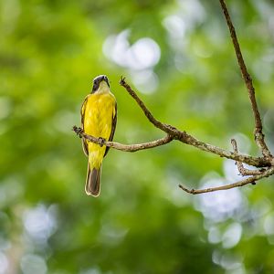 Social flycatcher, Myiozetetes similis
