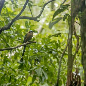 Whooping motmot, Momotus subrufescens