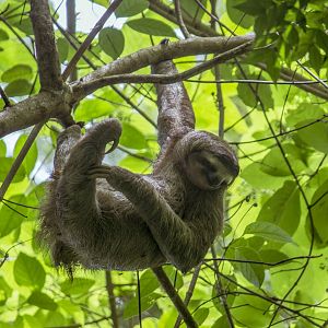 Brown-throated three-toed sloth, Bradypus variegatus