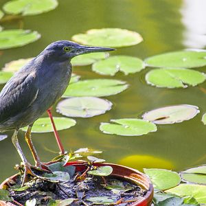 Striated heron, Butorides striata