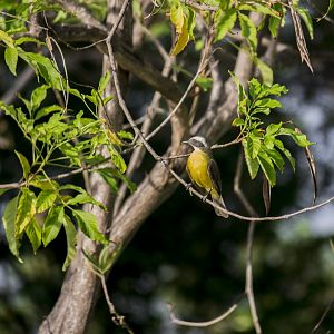 Lesser kiskadee, Philohydor lictor