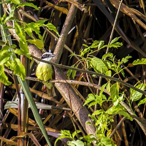 Great kiskadee, Pitangus sulphuratus