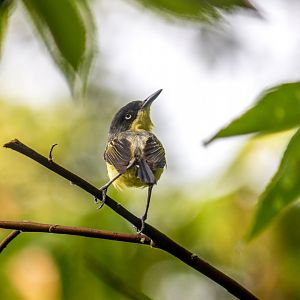 Common tody-flycatcher, Todirostrum cinereum