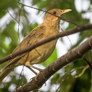 Clay-colored thrush, Turdus grayi