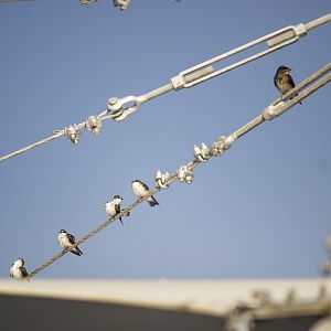 Southern rough-winged swallow, Stelgidopteryx ruficollis and Mangrove swallows, Tachycineta albilinea
