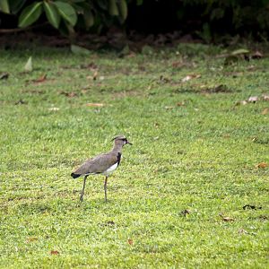 Southern lapwing, Vanellus chilensis