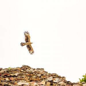 Yellow-headed caracara, Milvago chimachima