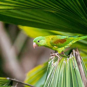 Orange-chinned parakeet, Brotogeris jugularis