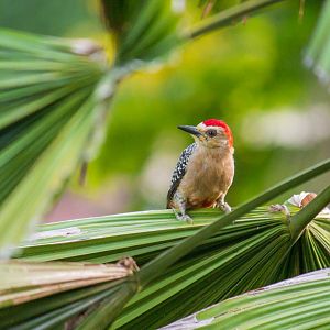 Red-crowned woodpecker, Melanerpes rubricapillus