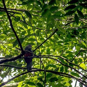 Slaty-tailed trogon, Trogon massena