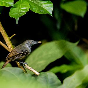 Checker-throated antwren, Epinecrophylla fulviventris