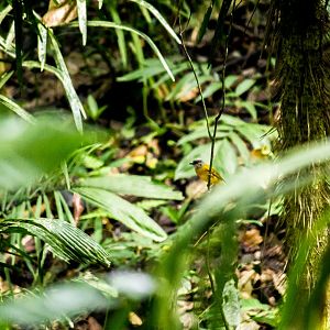 Grey-headed tanager, Eucometis penicillata