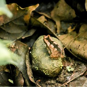 Leaf-litter toad, Rhinella alata