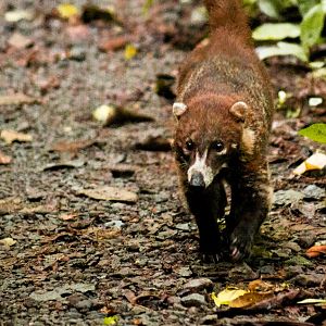 White-nosed coati, Nasua narica