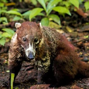 White-nosed coati, Nasua narica